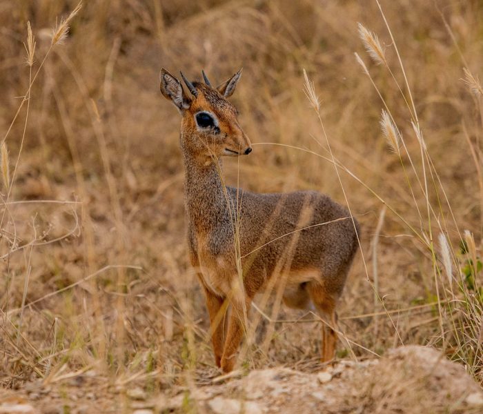 kiliclimbsafaris_181