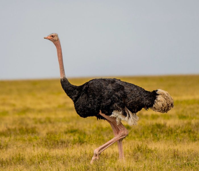 kiliclimbsafaris_4