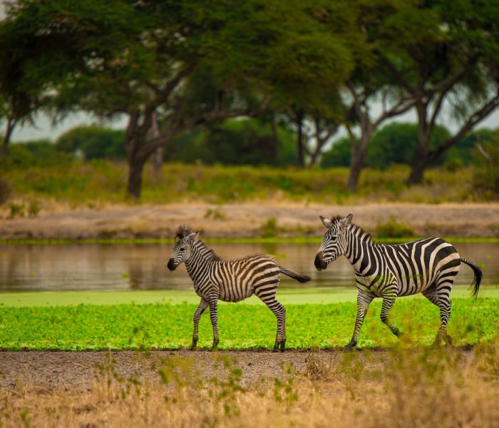 kiliclimbsafaris_58