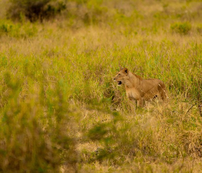 kiliclimbsafaris_60