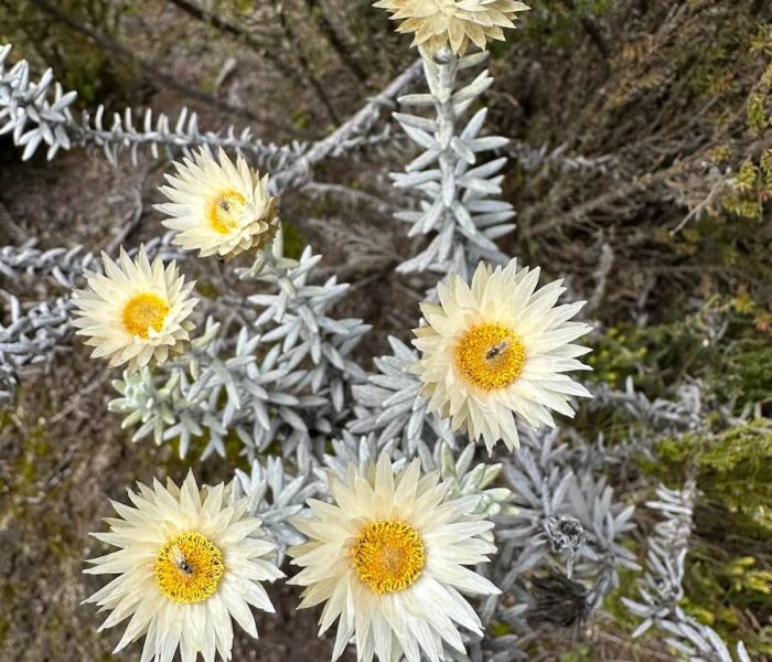 kilimanjaro flowera marangu