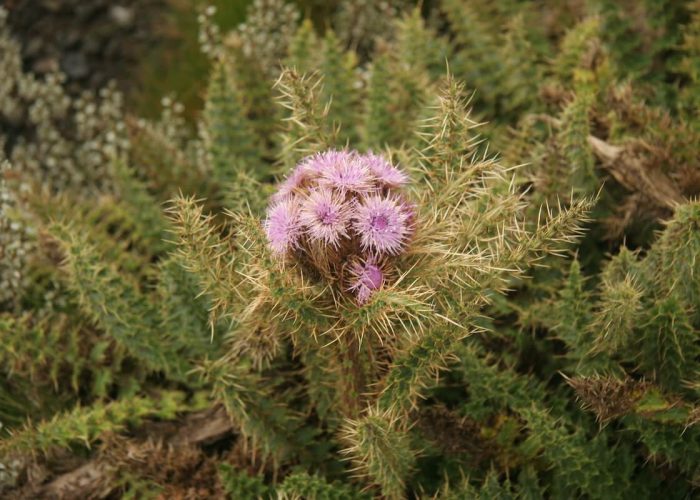 kilimanjaro flowers