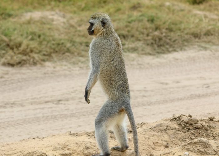 lake manyara