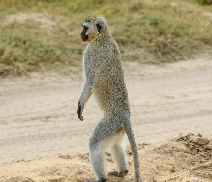 lake manyara