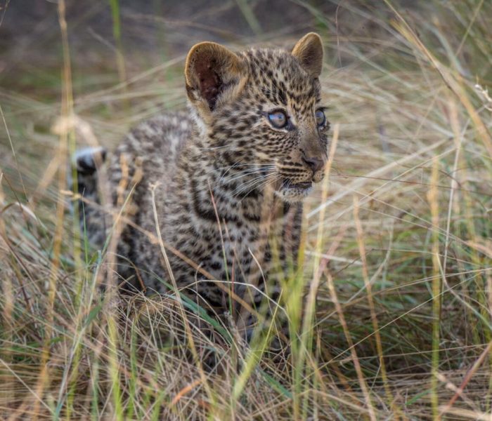 leopard cub
