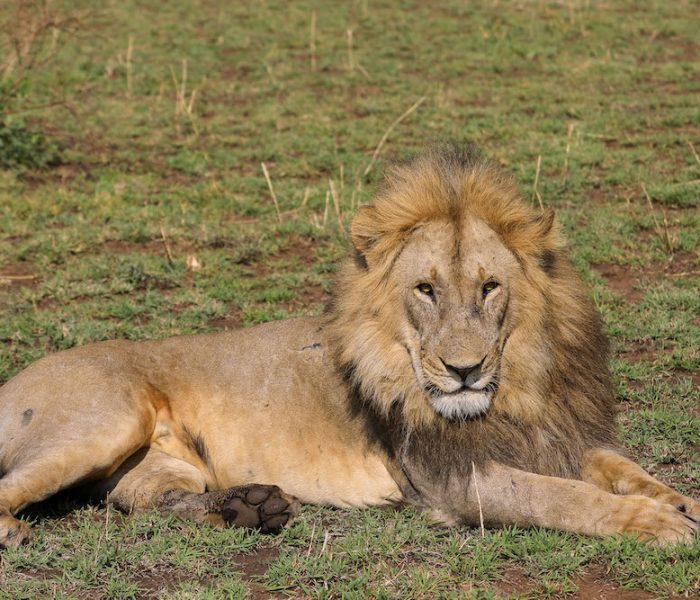 lion king