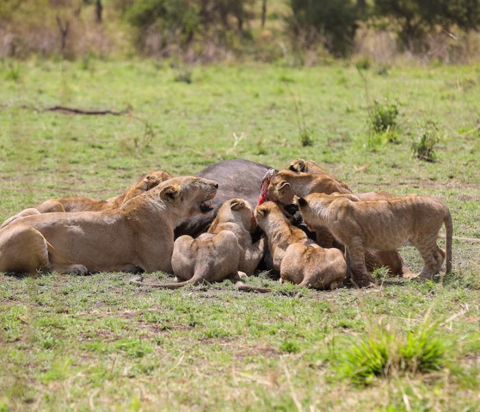 lion1