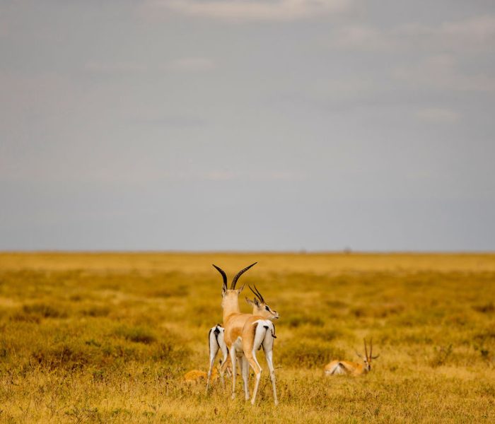 lucury ngiri safari