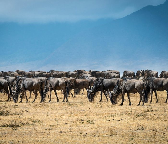 luxury migration safari