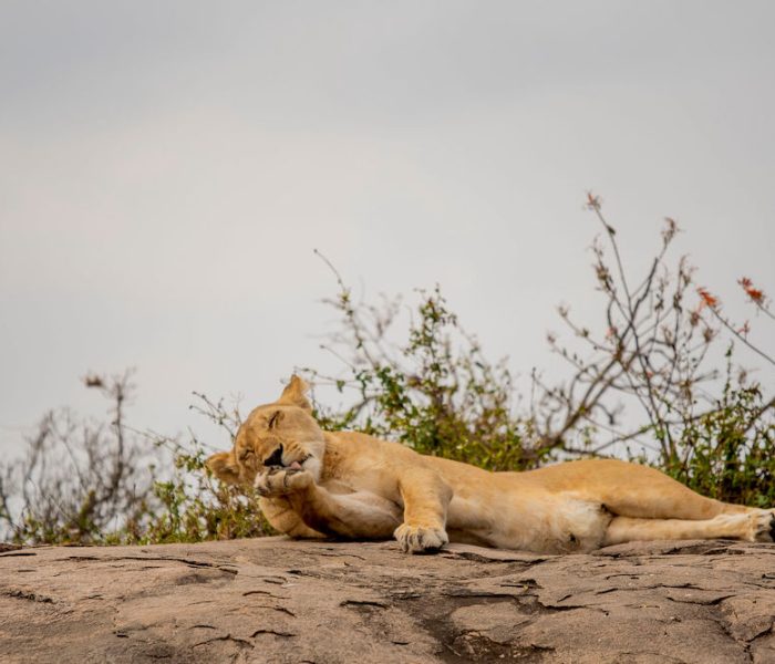 luxury safari ngiri4