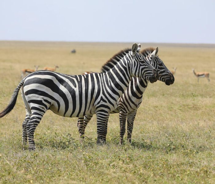 luxury safari1