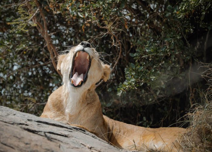 luxury safari2
