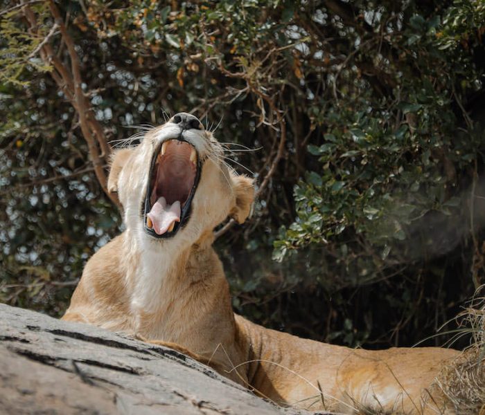 luxury safari2