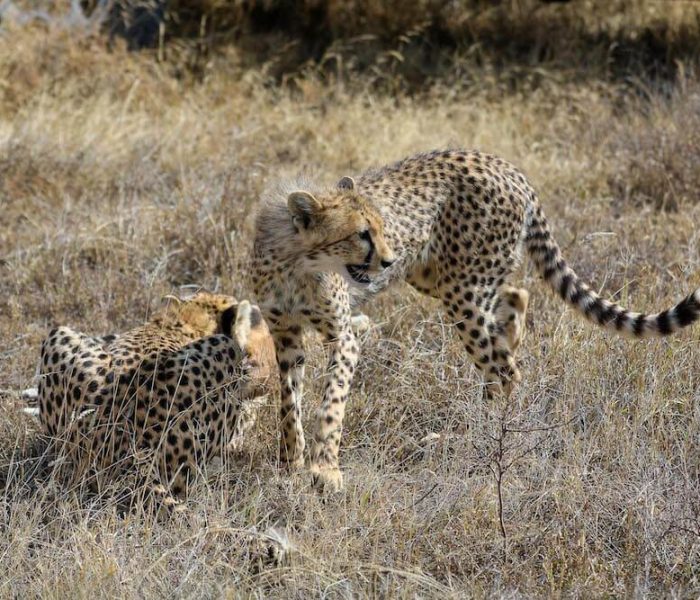 luxury safari3