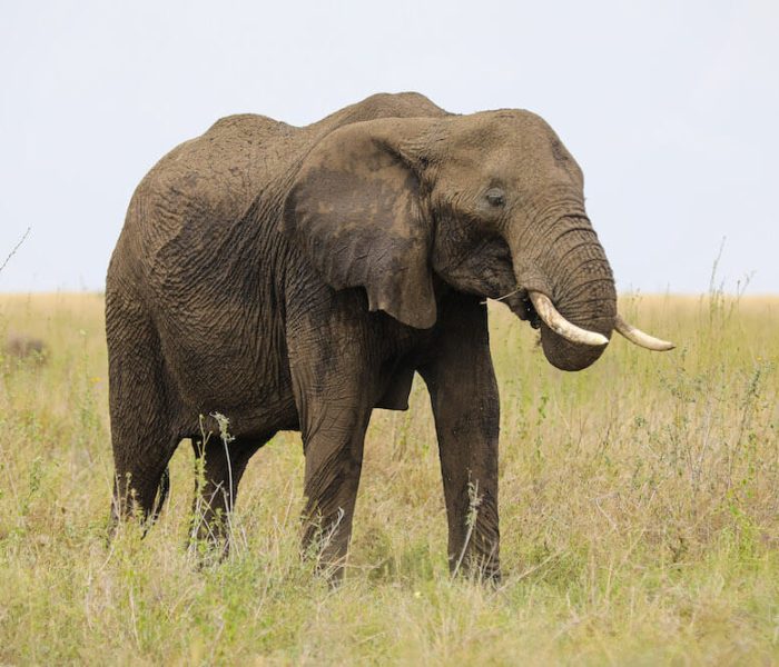 luxury safari4