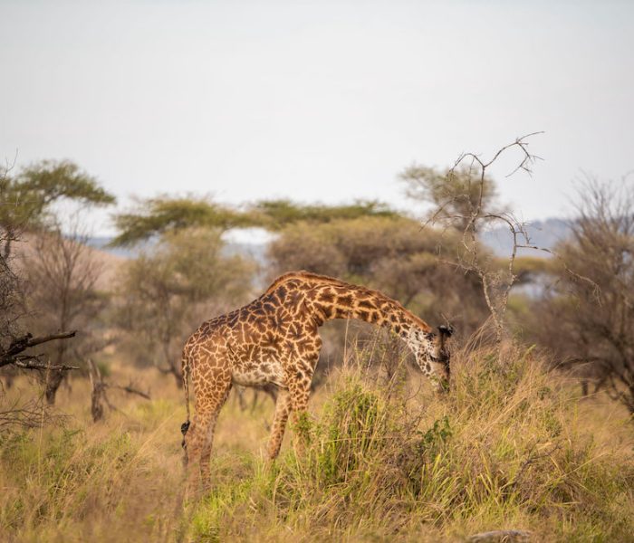 luxury tanzania safari3