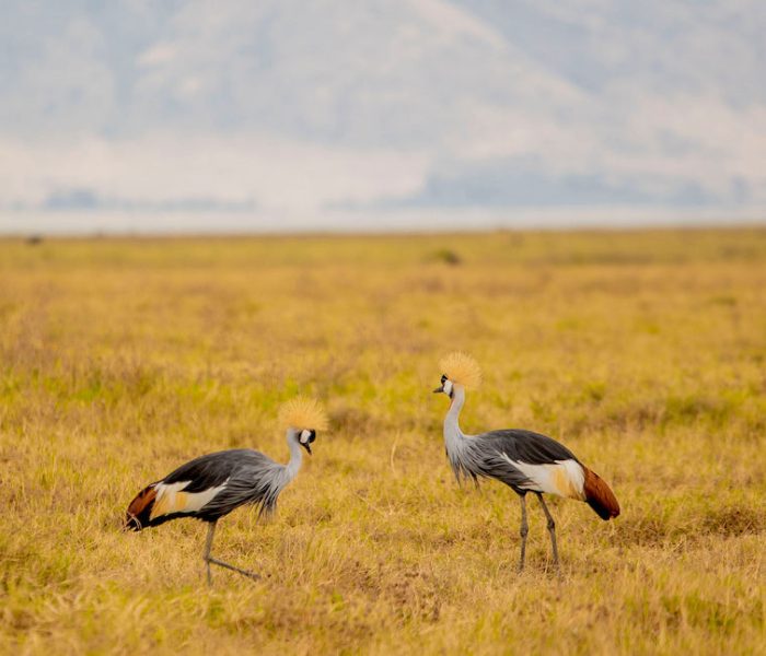 luxury tanzania safari5