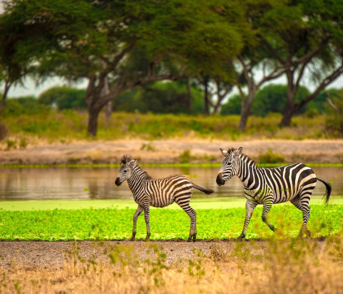 luxury tanzania safari7