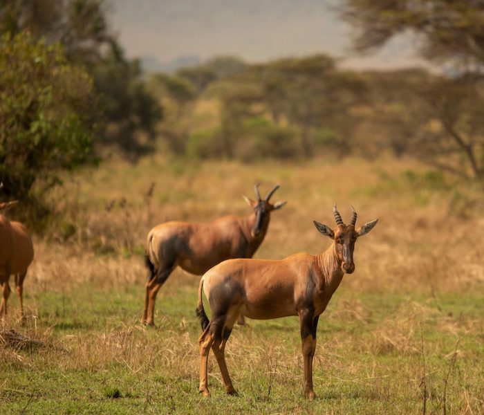 luxury tz safari2