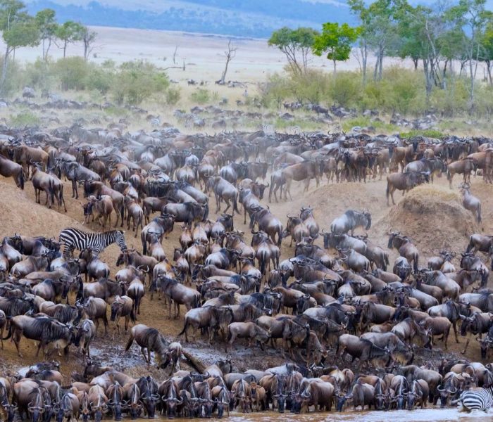 migration Serengeti