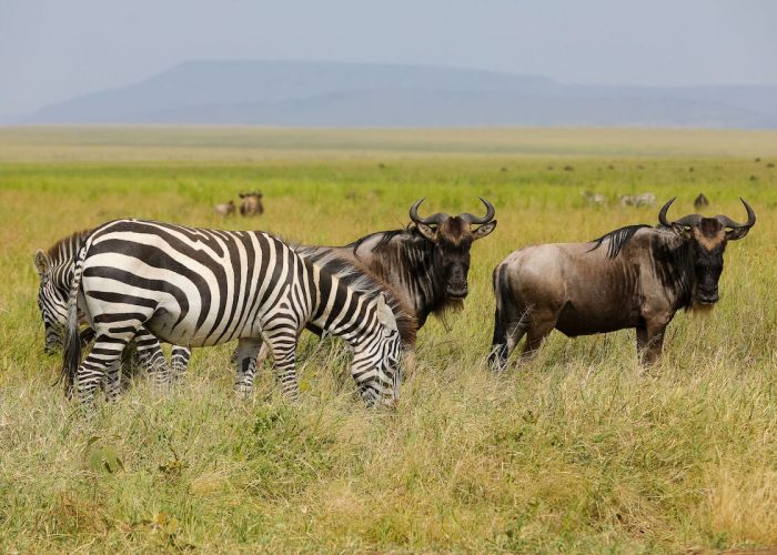 migration ngorongoro