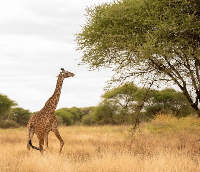 migration safari12