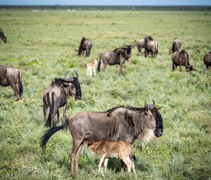 ndutu calving season