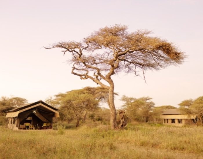ndutu-wilderness-camp- 56 - KILICLIMB AFRICA SAFARIS