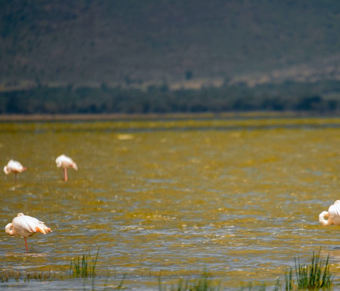 ngorongoro Crater Birds