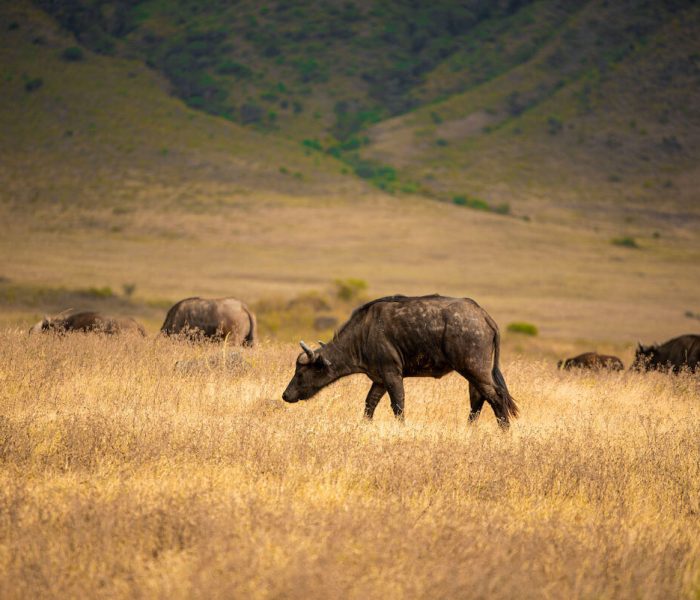 ngorongoro Crater