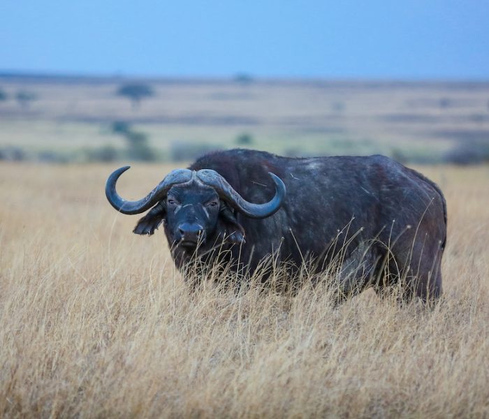 ngorongoro crater