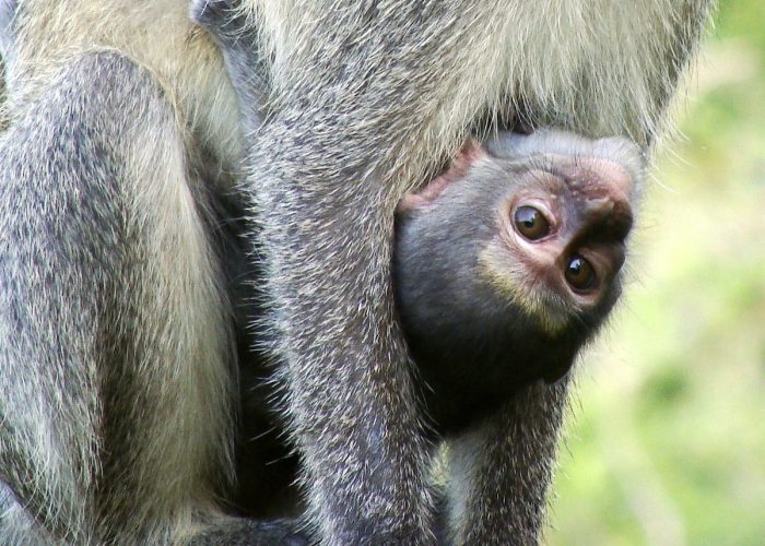 ngorongoro crater