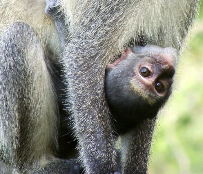 ngorongoro crater