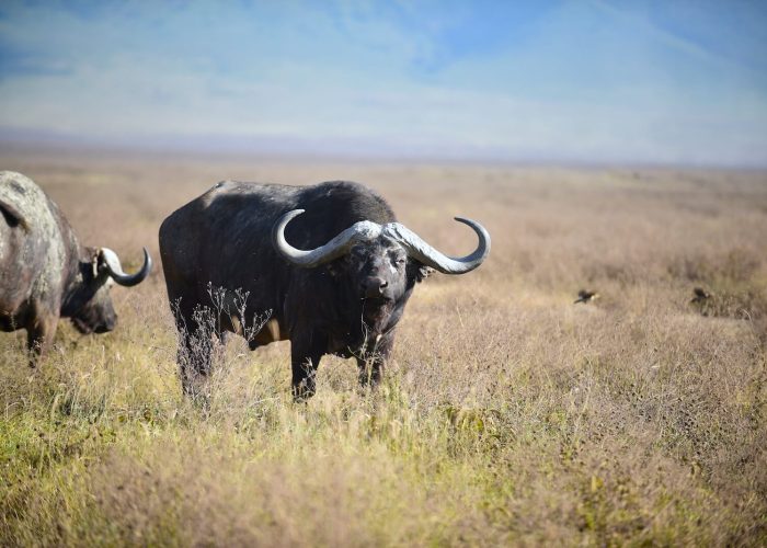 ngorongoro flying safari