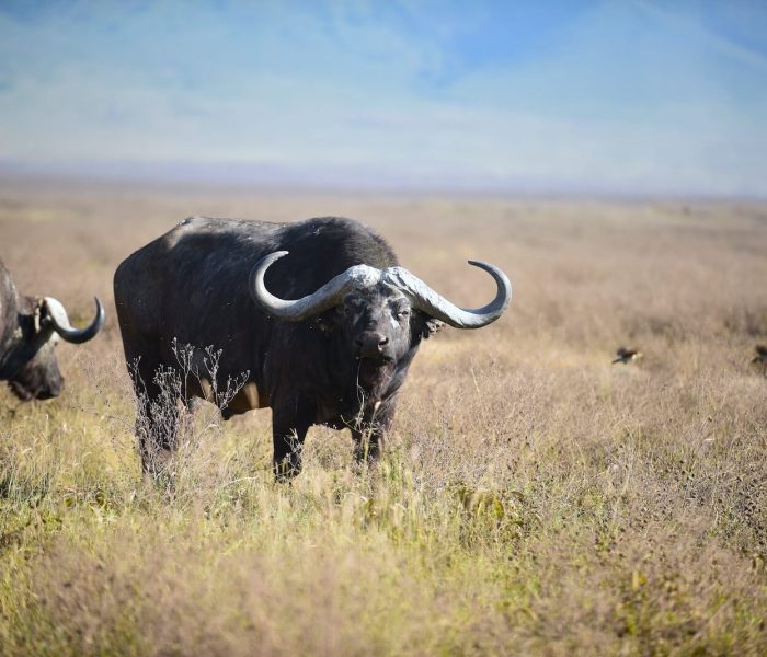 ngorongoro flying safari