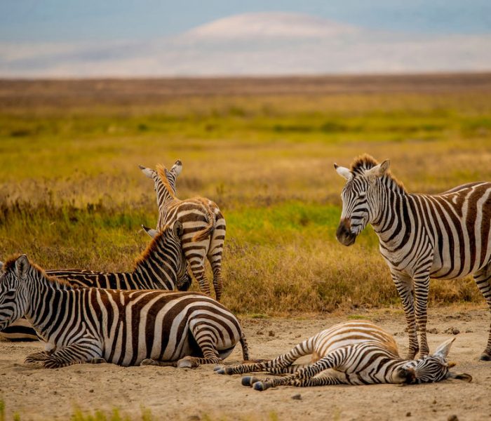 northern tanzania13