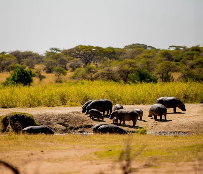 northern tanzania15
