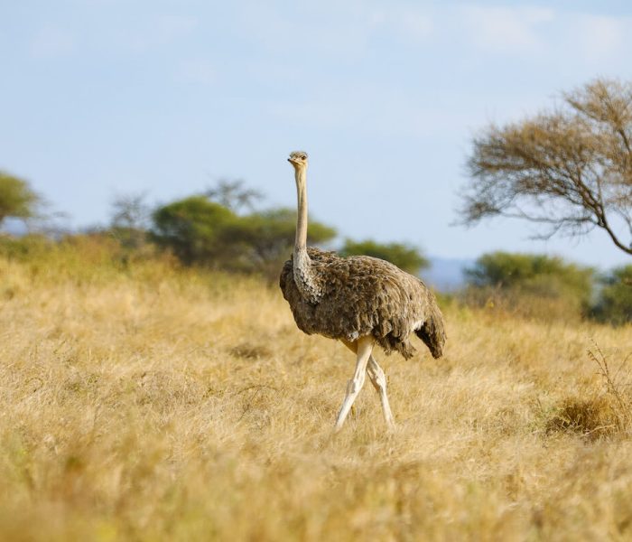 ostrich Tarangire