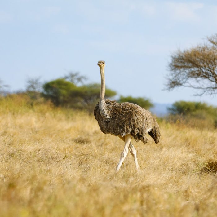 ostrich Tarangire