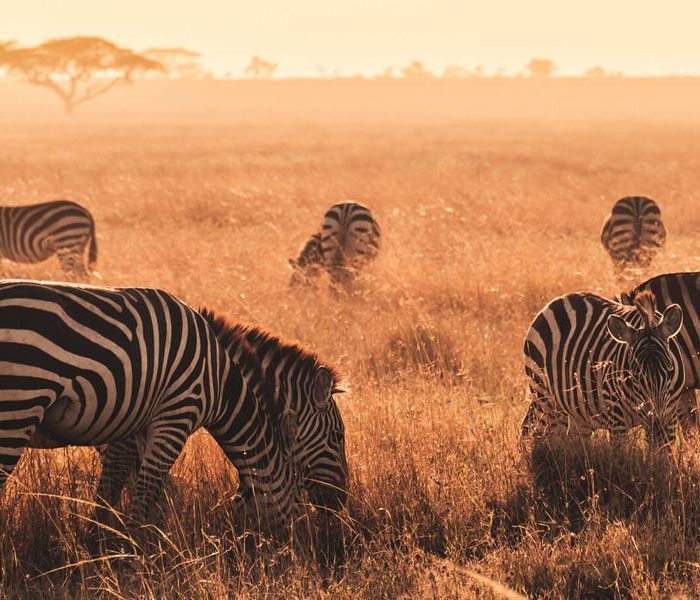 palin of serengeti