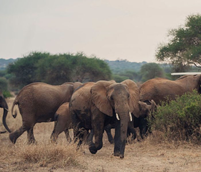 safari 2 days3