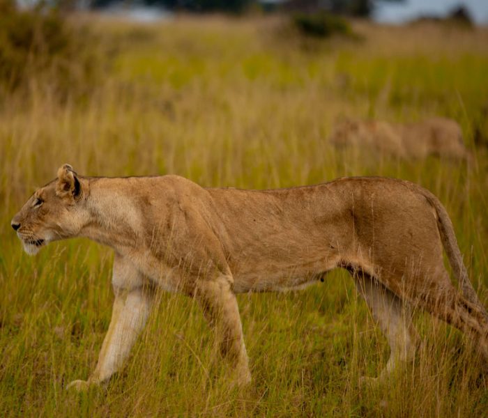 safari 2 days4