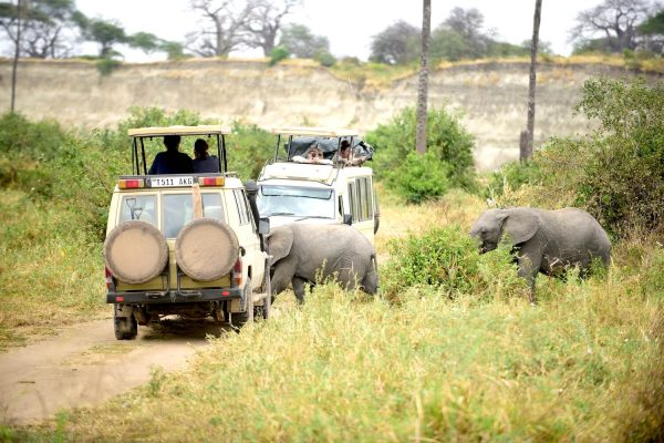 A safari vehicle in Ngorongoro Crater or Tarangire elephants
