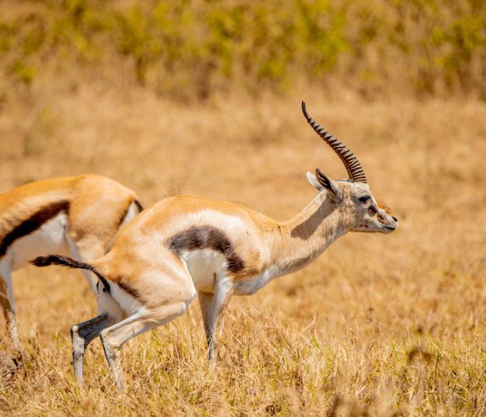 safari tanzania north2