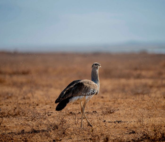 safari tanzania north3
