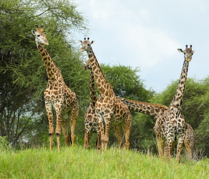 safari win serengeti national park tanzania