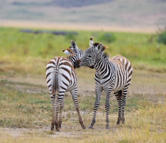 safari1