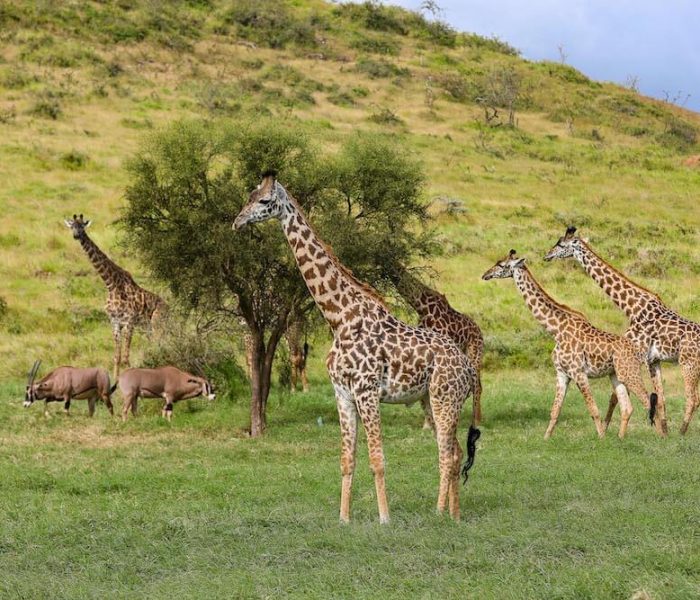safari3