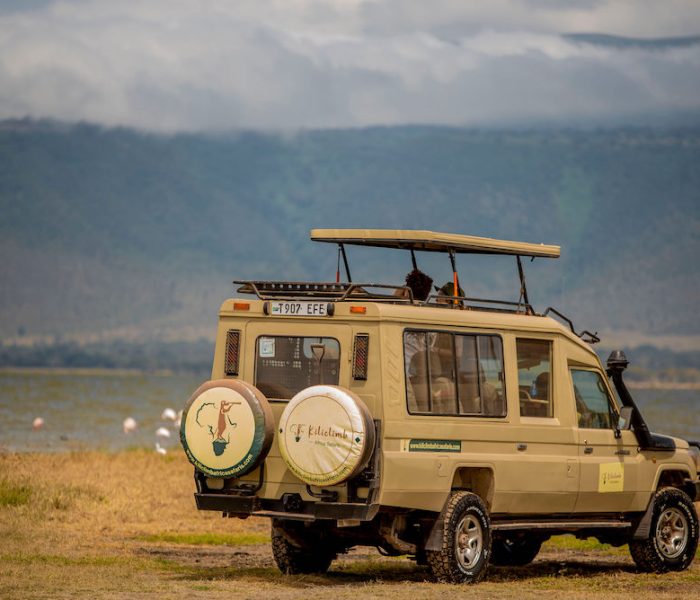 safari88