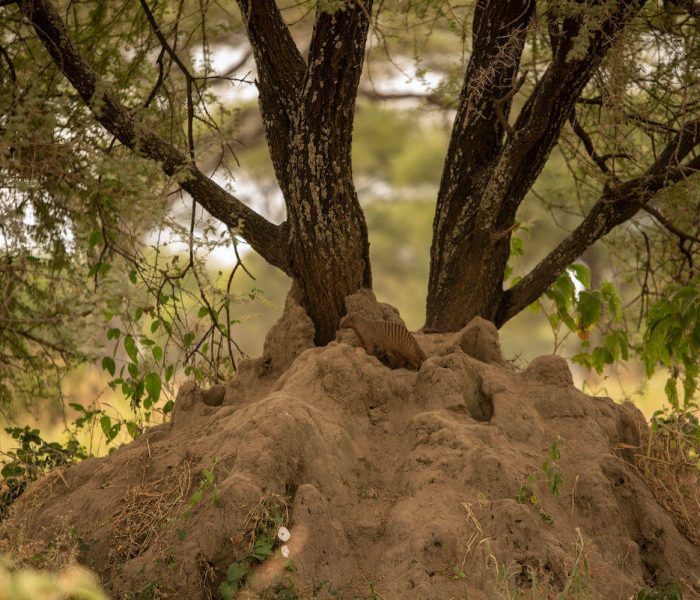 serengeti